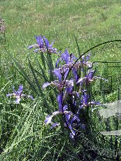 Касатик ненастоящий 001